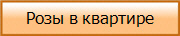 Розы в квартире