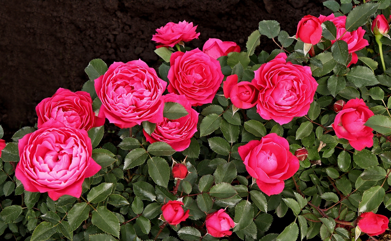 сорт розы Евгения, селекция Усынин Р.А. 