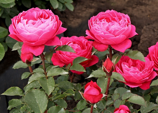 сорт розы Евгения, селекция Усынин Р.А. 