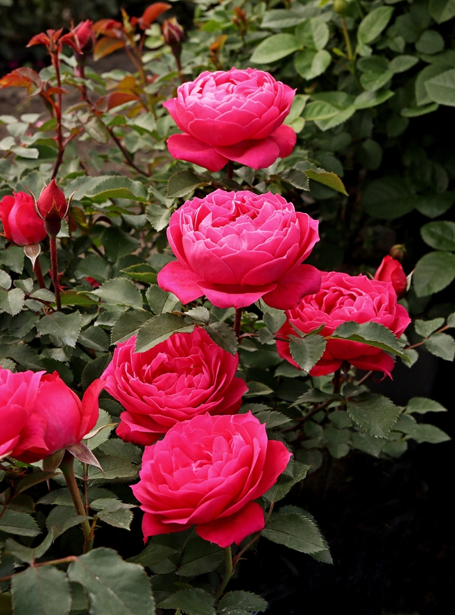 сорт розы Евгения, селекция Усынин Р.А. 