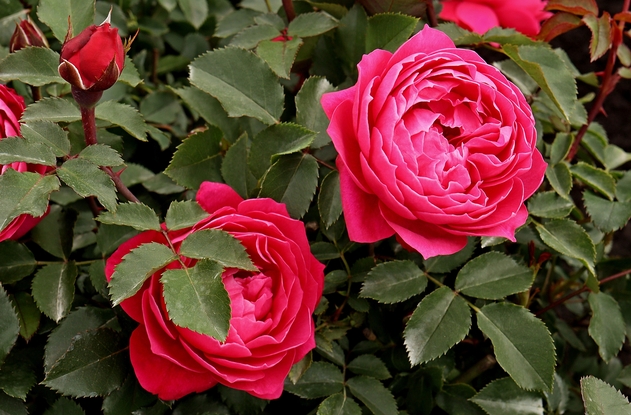 сорт розы Евгения, селекция Усынин Р.А. 